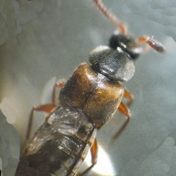 Pella lugens